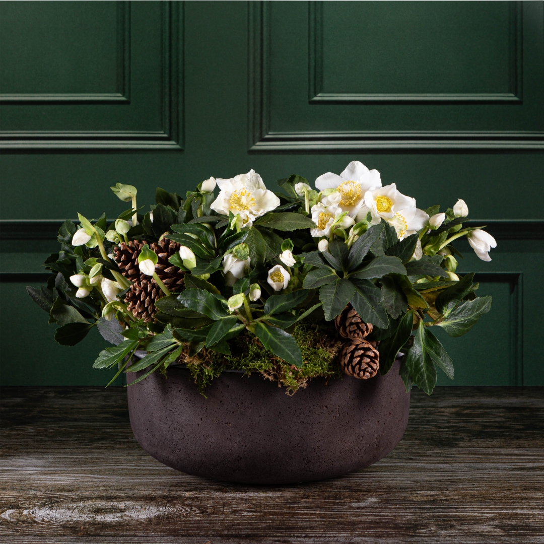 Luxury Hellebore Bowl