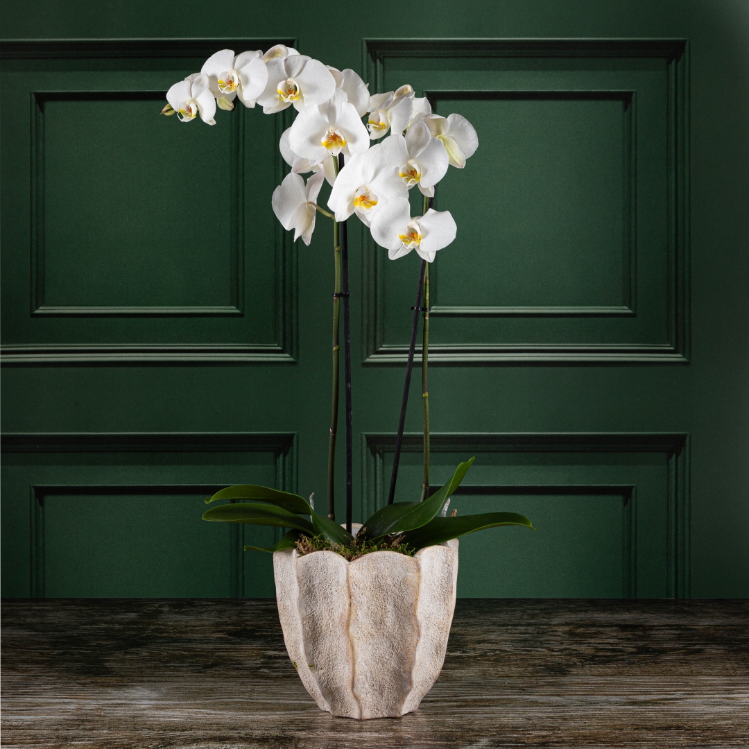 Luxury Orchid Pot