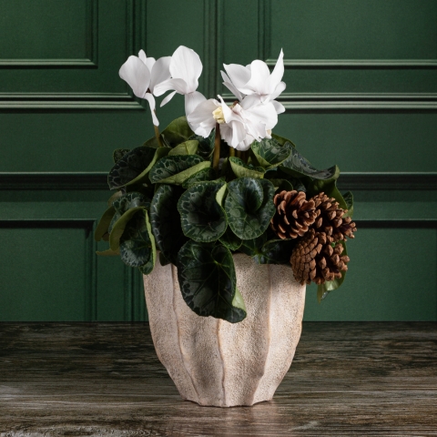 Large Cyclamen Plant