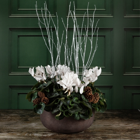 Luxury Cyclamen Bowl