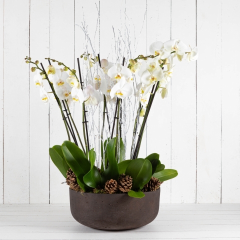 Luxury Festive Orchid Bowl