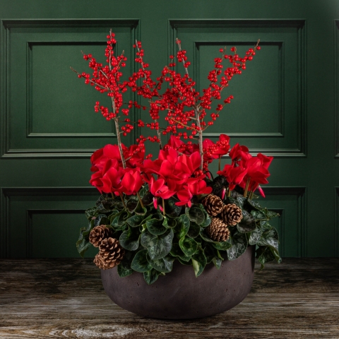 Luxury Red Cyclamen Bowl